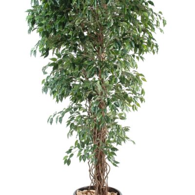 ficus vines fp 4 scaled