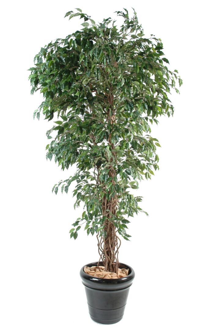 ficus vines fp 4 scaled