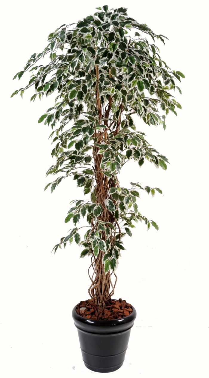 ficus vines gf 1