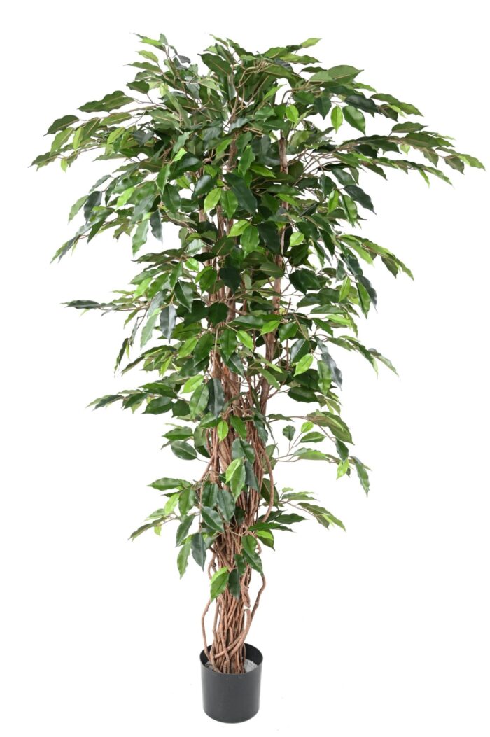 ficus vines gf 4 scaled