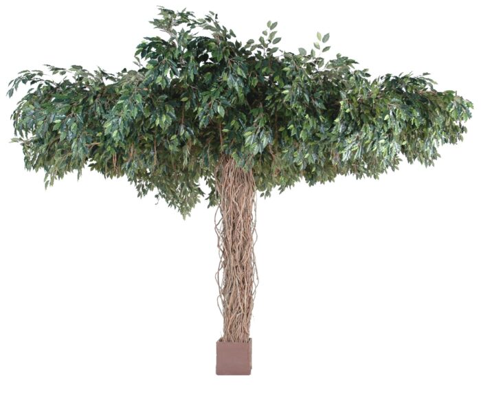 ficus vines umbrella