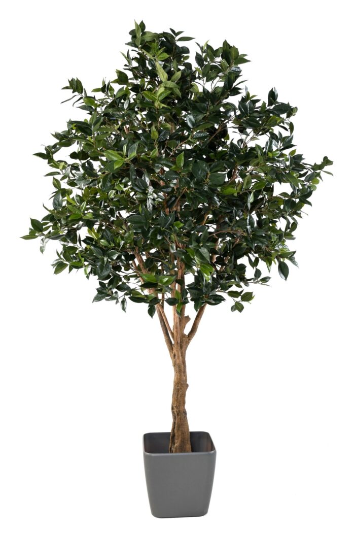 fruit tree new scaled