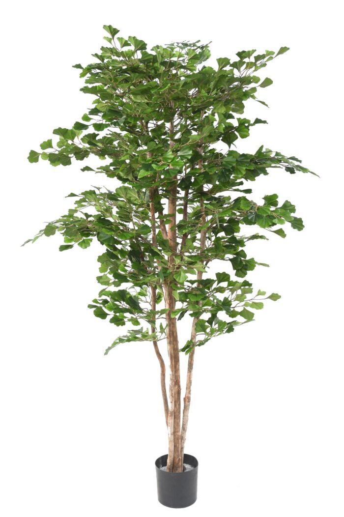 ginkgobiloba 180 n
