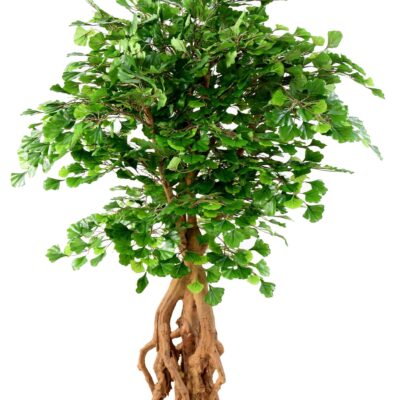 ginkgobiloba root scaled