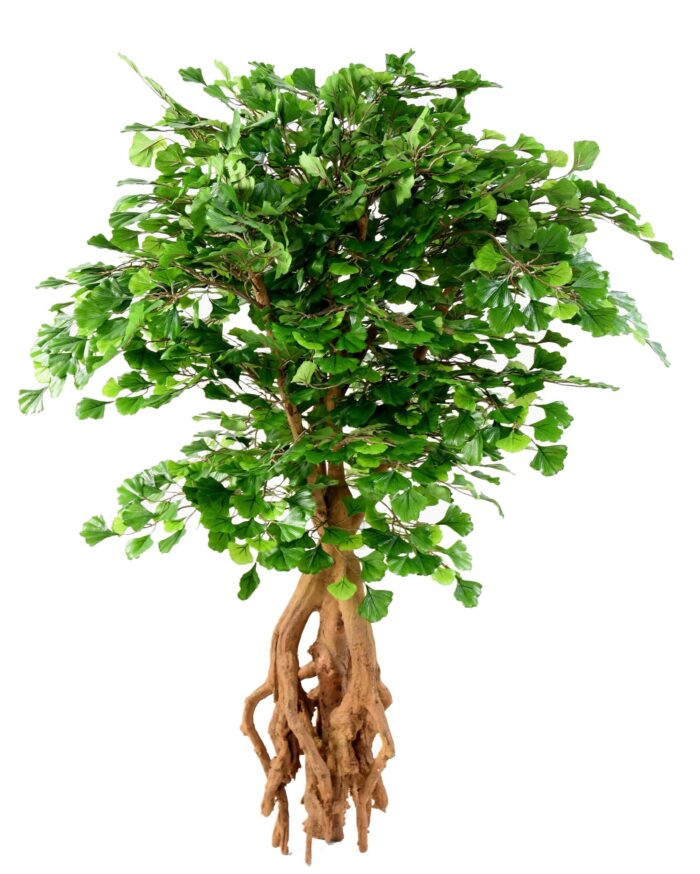 ginkgobiloba root scaled