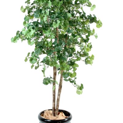 ginkgobiloba scaled