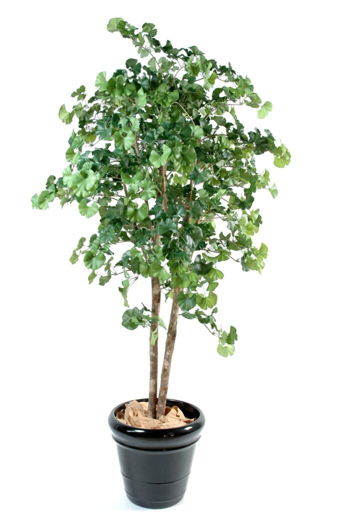 ginkgobiloba scaled