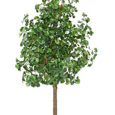 ginkgobiloba tree scaled