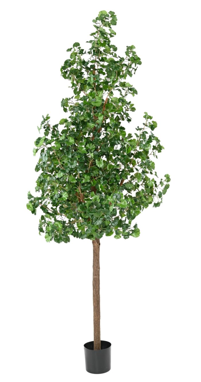 ginkgobiloba tree scaled
