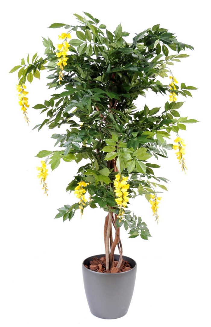 glycine multi tree 1 scaled