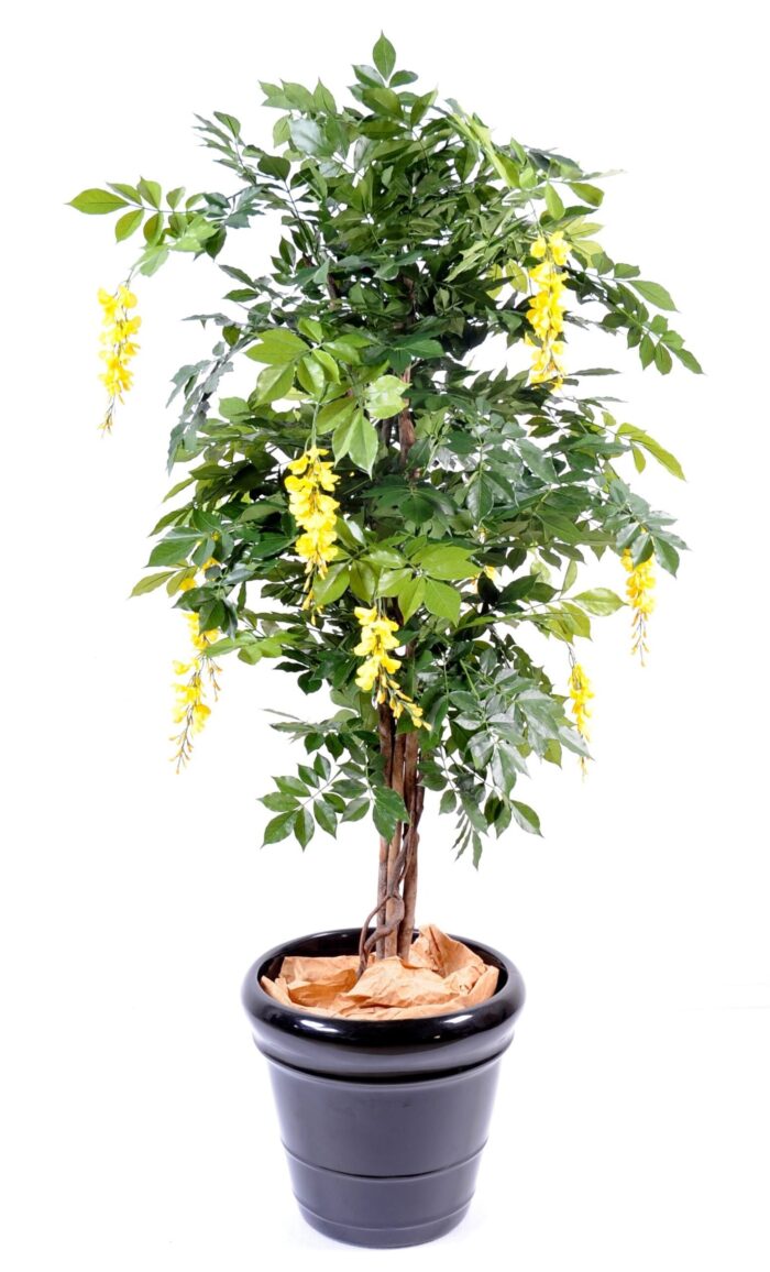 glycine multi tree 2 scaled