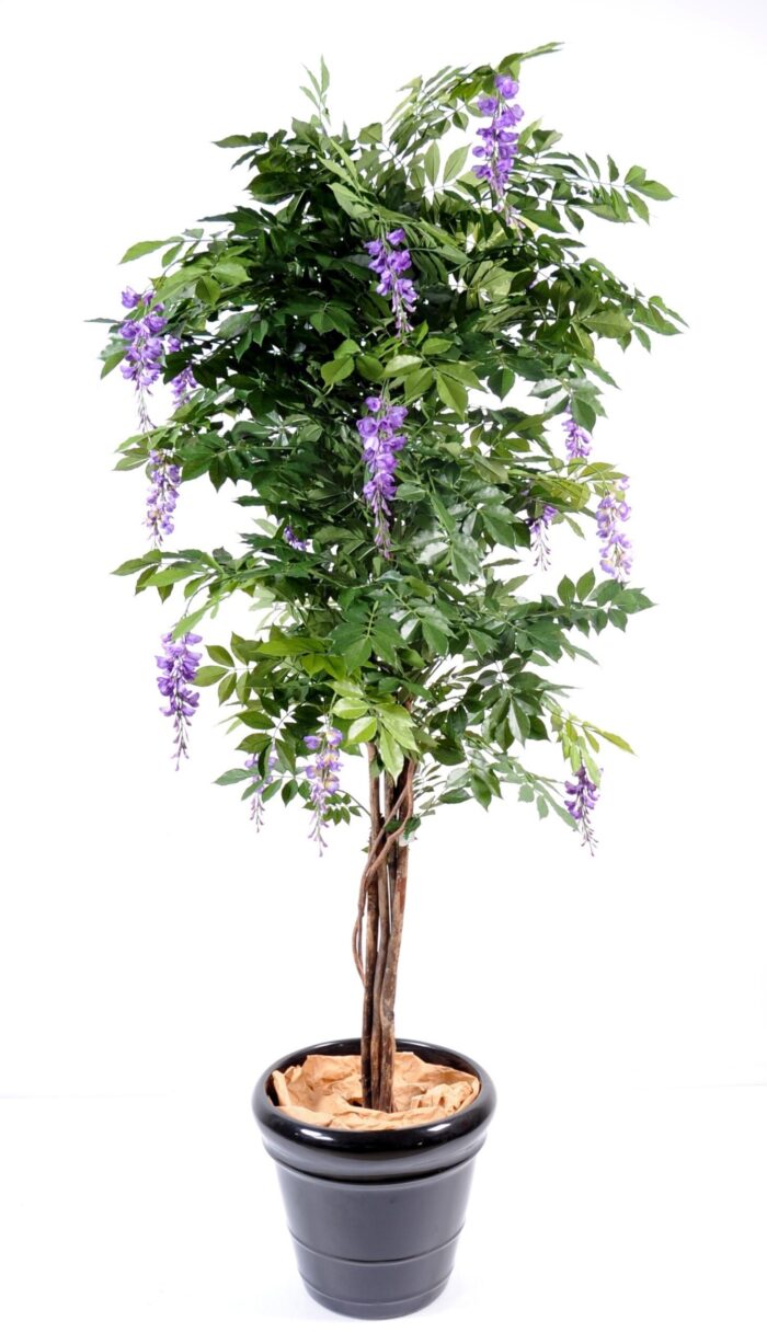 glycine multi tree 5 scaled