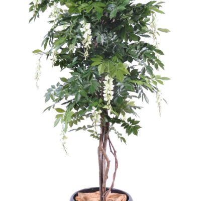 glycine multi tree 6 scaled