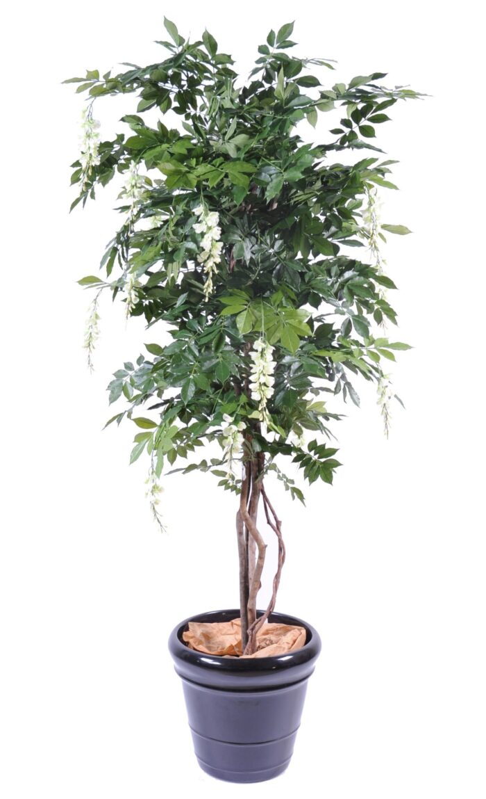 glycine multi tree 6 scaled