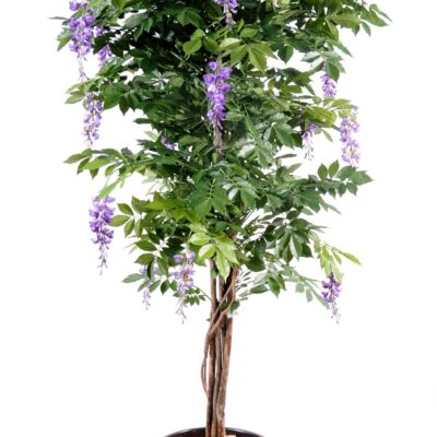 glycine multi tree scaled