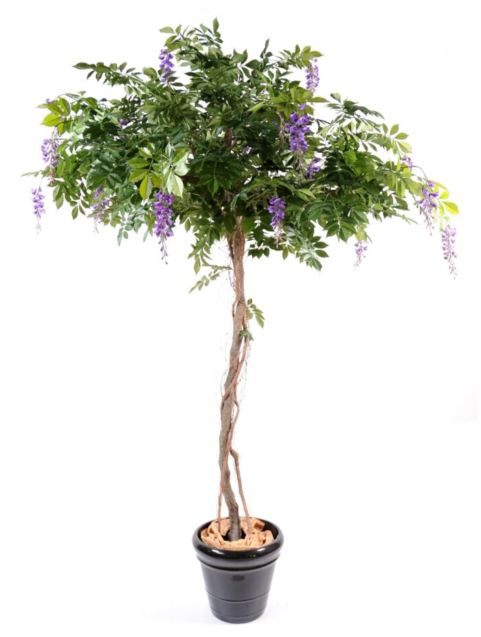 glycine round