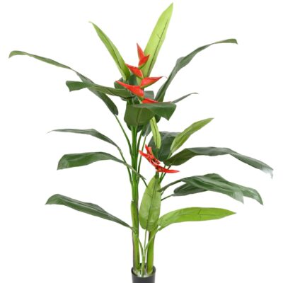 heliconia scaled