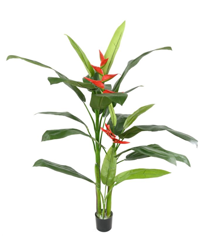 heliconia scaled