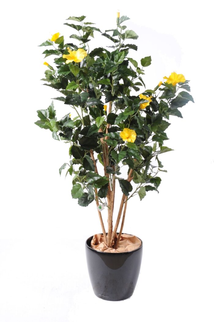 hibiscus 1 scaled