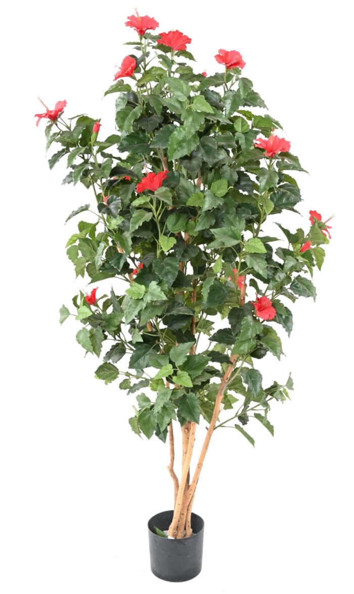 hibiscus scaled