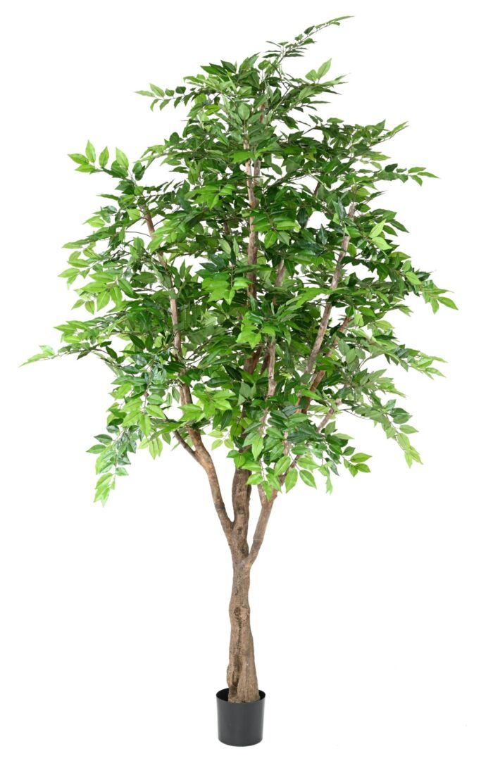hornbeam 280 scaled