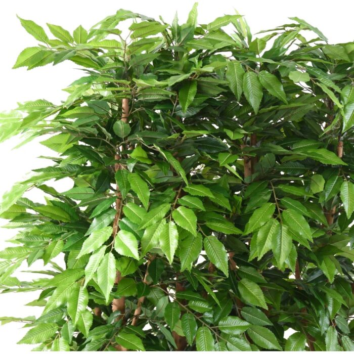 hornbeam hedge 1
