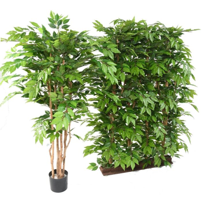 hornbeam hedge 2