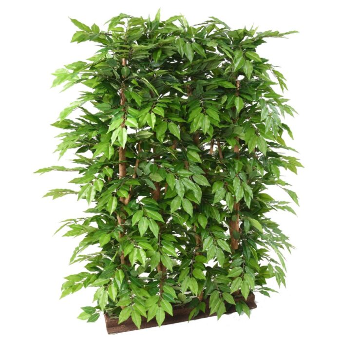 hornbeam hedge