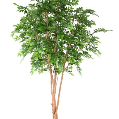 hornbeam tree 340 scaled