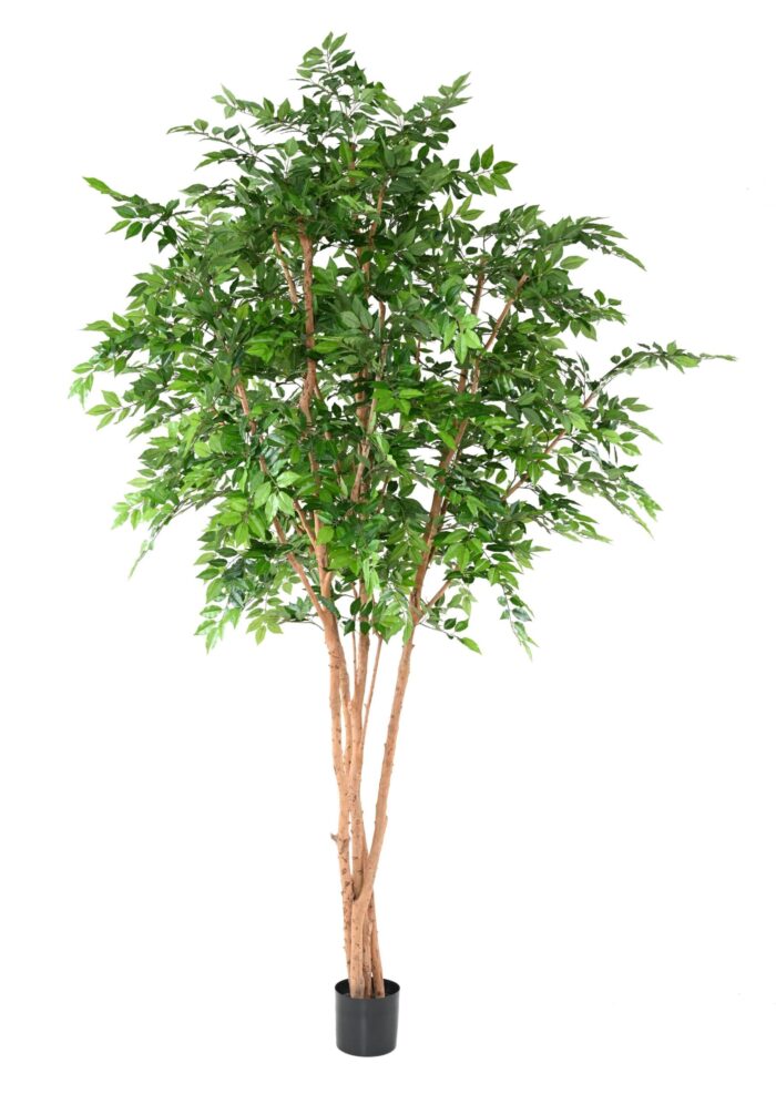 hornbeam tree 340 scaled