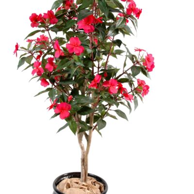 impatiens tree scaled