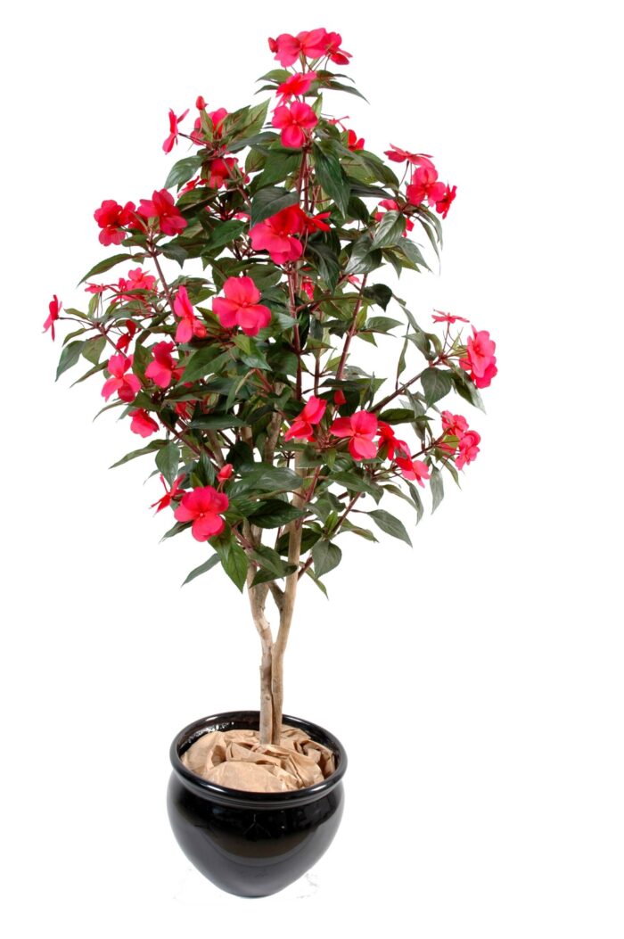 impatiens tree scaled