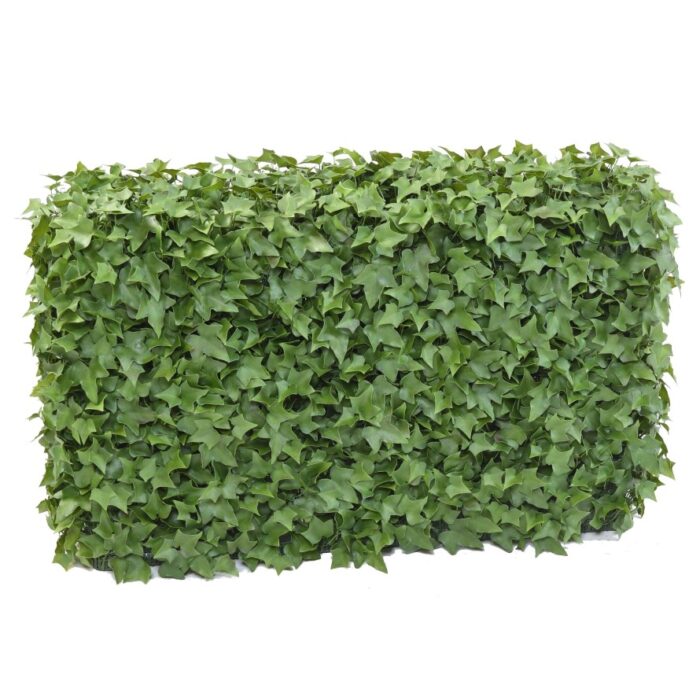 ivy hedge uv 2