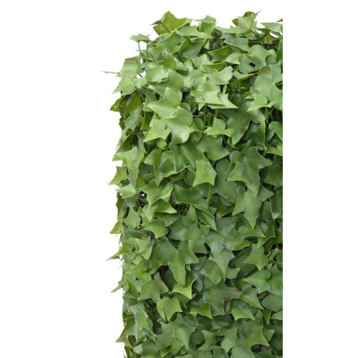 ivy hedge uv 4