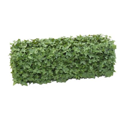 ivy hedge uv