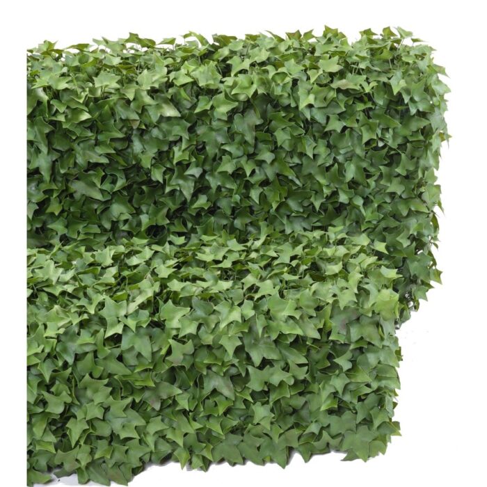 ivy hedge uv 5