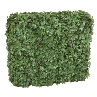 ivy hedge uv 6