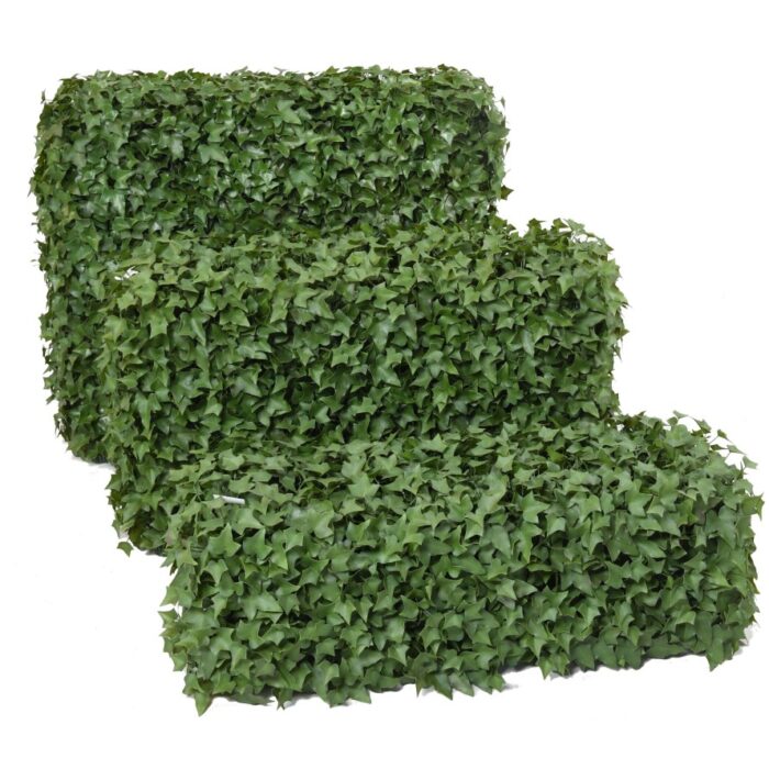 ivy hedge uv 7