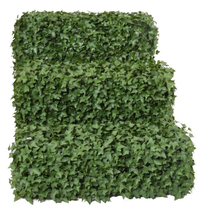 ivy hedge uv 8