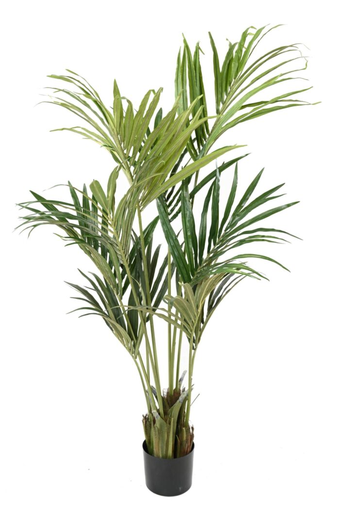 kentia eco scaled