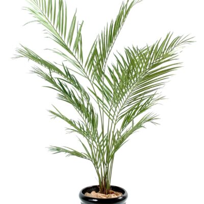 kentia new palm scaled