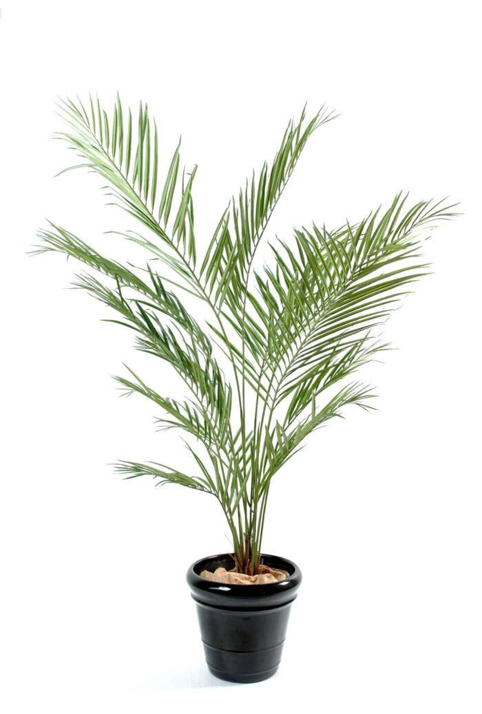 kentia new palm scaled