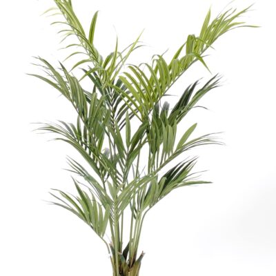 kentia palm 1