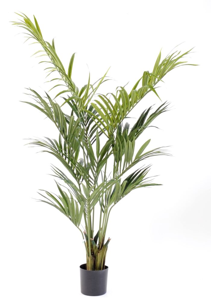 kentia palm 1
