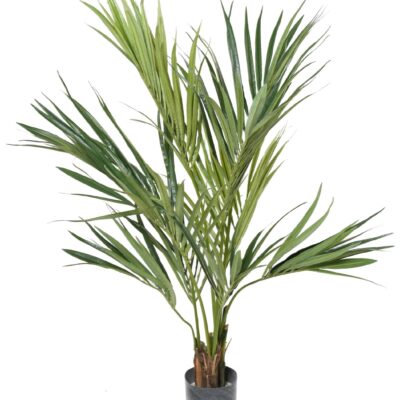 kentia palm 120 scaled