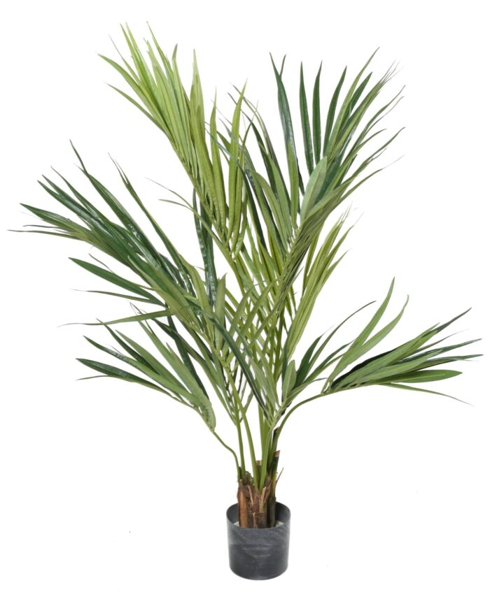 kentia palm 120 scaled