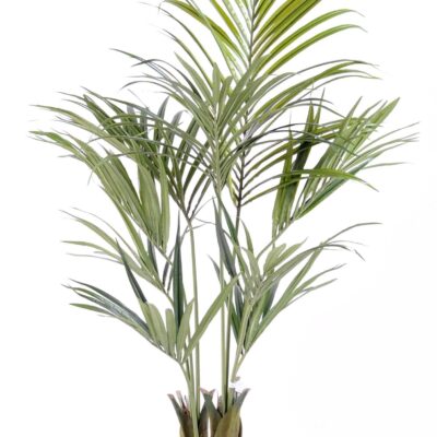 kentia palm 150 fr fire resistant