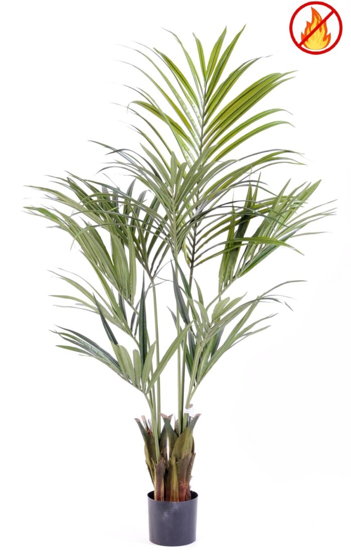 kentia palm 150 fr fire resistant
