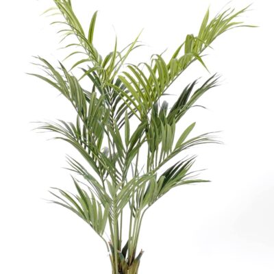 kentia palm 190 fr fire resistant