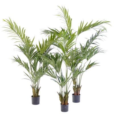 kentia palm 2